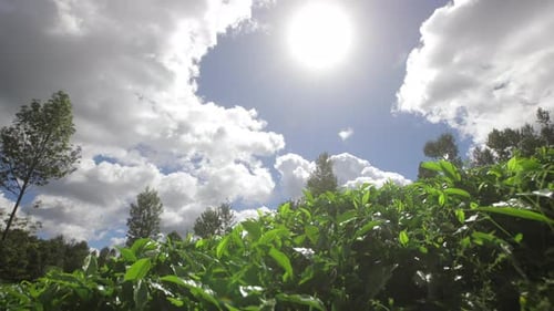 Leaves on Tea Bushes