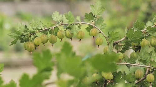 Green Gooseberries