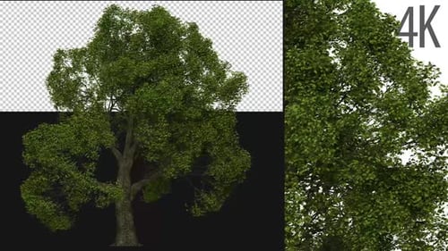 Realistic Animated Tree with Alpha Channel