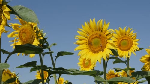 Sunflower Helianthus annuus plant heads and honey bees 4K video