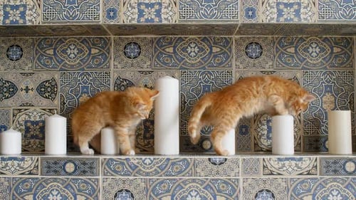 Kittens Playfully Exploring White Candles on Tiled Shelf