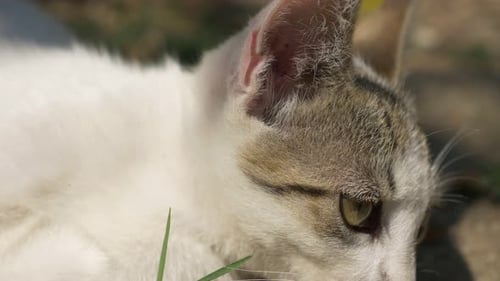 Kitten outdoor playing in 3840X2160 4K UHD footage - Little cat in the nature 4K UHD 2160p foota
