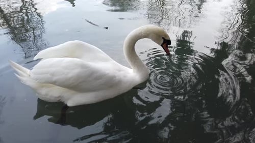 Elegant White Swan Swimming on a Tranquil Pond