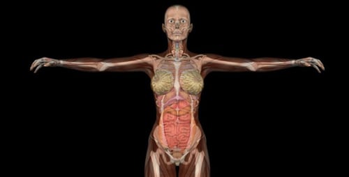 3D Rotating Female Human Anatomy: Organs and Skeleton