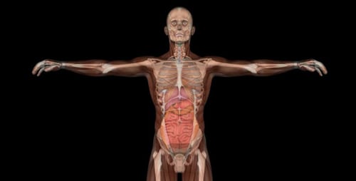 3D Human Anatomy Full Body Rotation