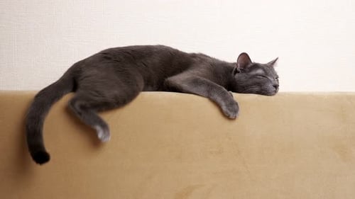 Gray Cat Resting on Top of Couch