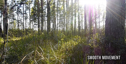 Sonne im Wald
