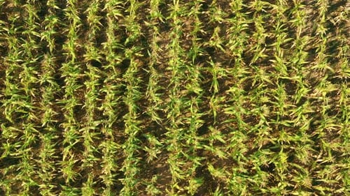 Aerial View Of Corn Maize Field Landscape