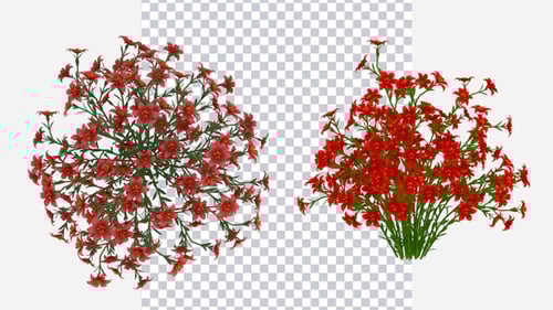 Animated Blooming Red Flowers Plant Growth Reveal