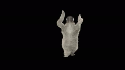 78 Penguin Dancing 4K