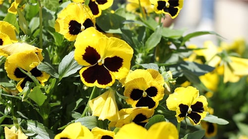 Yellow Pansies