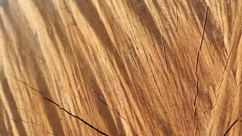 Fresh Cut Wooden Stump Close Up