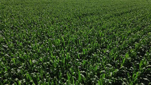 Reihen von kleinen grünen Sprossen aus Mais