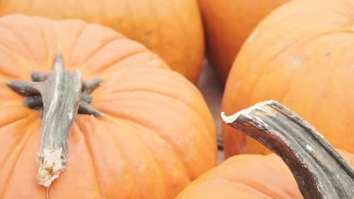 Close Up of Pumpkins for Fall Harvest