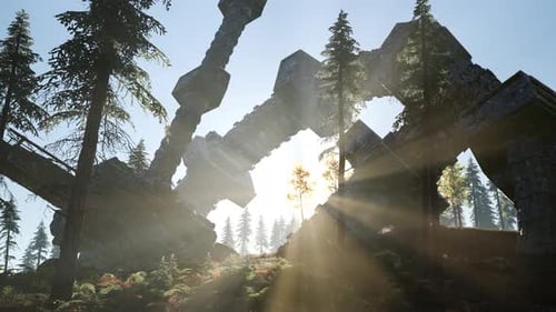 UFO Crashed in the Forest