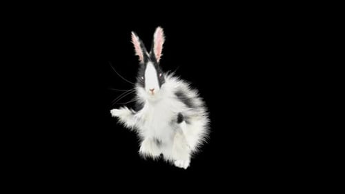 Animated Dancing Black And White Fluffy Rabbit