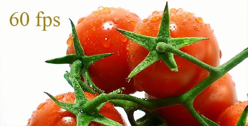 Tomato 3