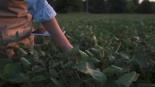 Male Farmer Agronomist Examining Soybean Plants in Cultivated Field