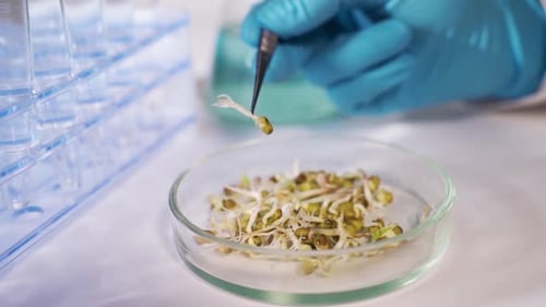 Research of GMO in the Laboratory. A Scientist in a Modern Laboratory Conducts an Experiment on