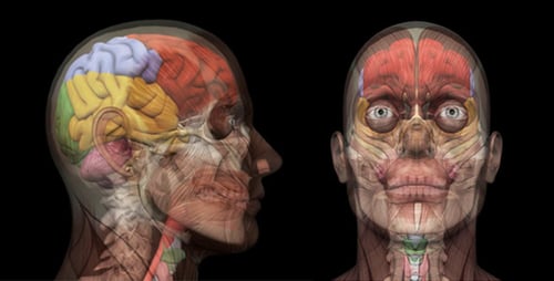 3D Animated Human Head with Transparent Skull and Brain Lobes