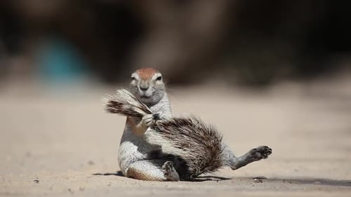 Grooming African Ground Squirrel