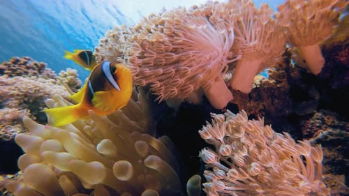 Underwater Tropical Sea Clownfish