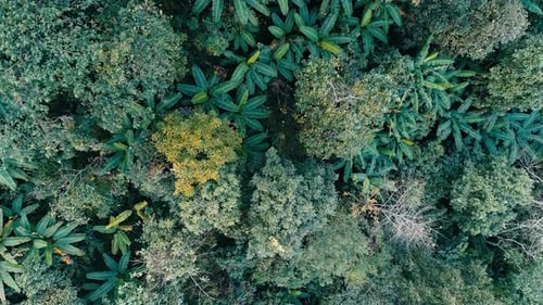 Tropical Forest