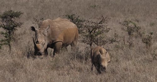 Rhinocéros blanc, ceratotherium simum, mère et veau, parc de Nairobi au Kenya, 4K en temps réel