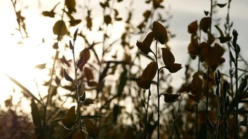Sunshine Through Flowers