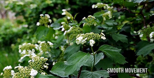 Green Leaves And Flowers