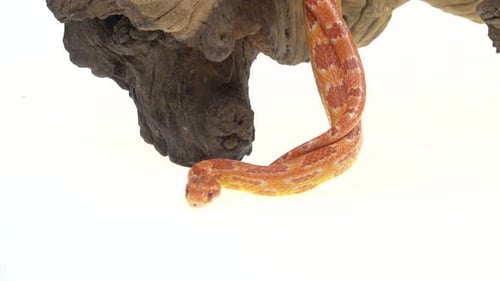 Pitón tigre Molurus Bivittatus Morph Albine birmano sobre un gancho de madera sobre fondo blanco