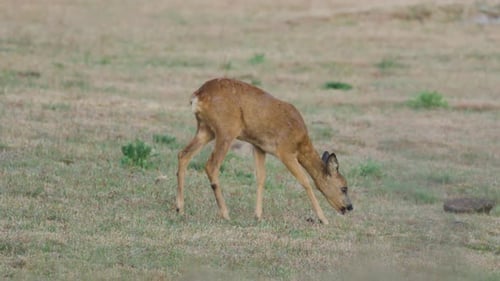 Roe deer eating grass on a green pasture. Wild cute deer on a meadow in nature.