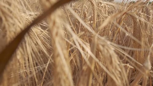 Golden Wheat Crop in Agriculture Farm Field