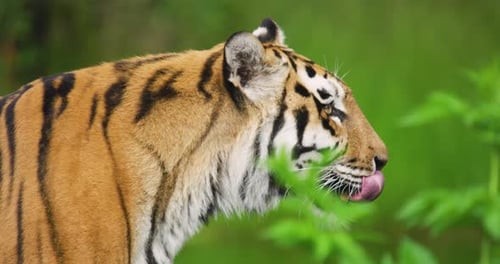 Close-up of Tiger Sticking in Forest