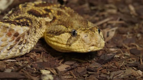 Beautiful Snake Tanzanian Puff Adder