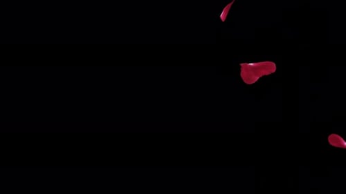 Red Rose Petals Fall 4K