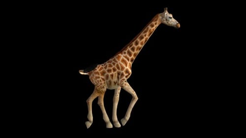 Giraffen-Lauf 1