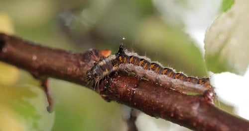 Caterpillar Crawling on a Branch
