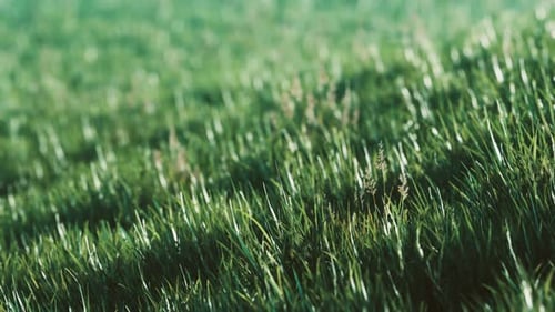 Grünes frisches Gras als schöner Hintergrund