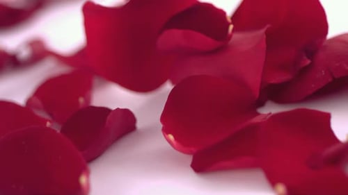 Rosenblätter zum Valentinstag fallen