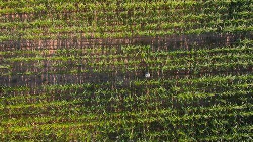 Farmer Walking Through Cornfield Top View