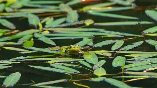 Frosch