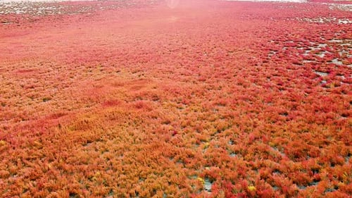 Aerial View of Beautiful Red Plant Field