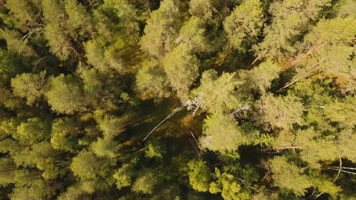Flight Over the Green Forest
