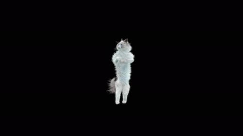 Animated Fluffy White Cat Dancing on Hind Legs