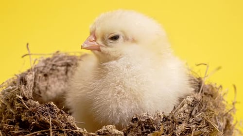 Beautiful Little Chick Sitting in Nest on Yellow Studio Background