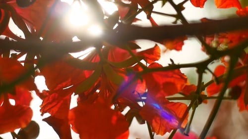 Sun Shining Through Red Flowers