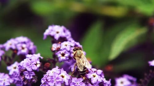 Honey bee collecting a nectar from flower