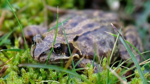 Ein gewöhnlicher Frosch Rana Temporaria versteckt sich zwischen grünem Gras und Moos in Irland