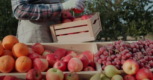 The Farmer Puts Ripe Apples on the Counter